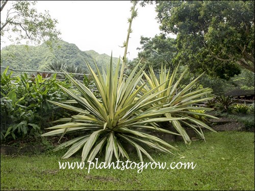 White Stripped Century Plant (Agave americana var mediopicta)